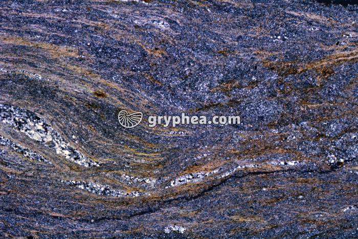 Micaschiste à cordiérite (Agly) LPA x3,5 - gryphea.org